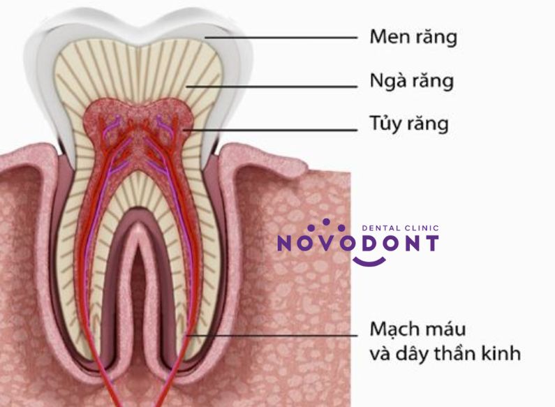 Hình ảnh cấu tạo răng, vị trí của tủy răng