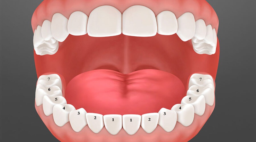 Vị trí của cụm 4 răng cửa là số 1 và số 2 trên khung hàm