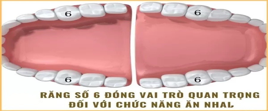 Răng số 6 đóng vai trò quan trọng trong chức năng nhai